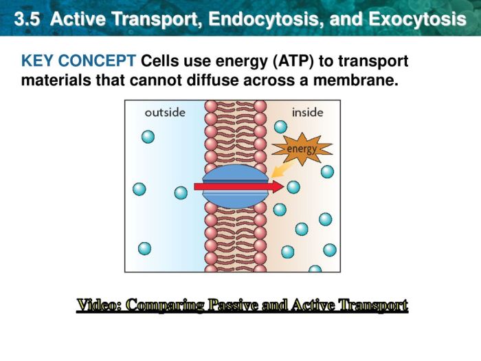 Active transport coloring endocytosis and exocytosis answer key