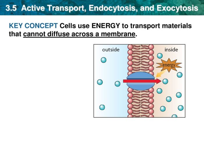 Active transport coloring endocytosis and exocytosis answer key