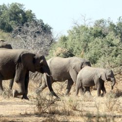 Assessing elephant populations answer key