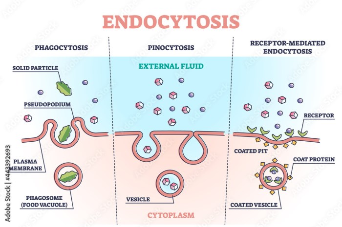 Label the following endocytosis/exocytosis image