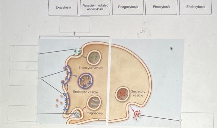 Endocytosis definition biology examples